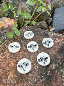 apidae